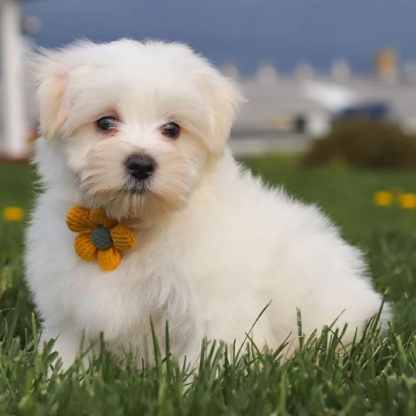 Regalo cuccioli di maltese per l'adozione   disponibili per una buona case, i cuccioli sono ben tren