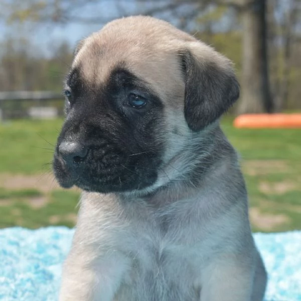 cuccioli di BullMastiff femminucce e maschietti disponibili .   i cuccioli sono vaccinati sverminati