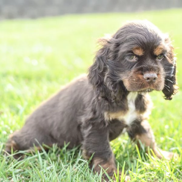 REGALO Cuccioli Coker Spaniel   i cuccioli vengono consegnati con svezzamento , primo vaccino, libre