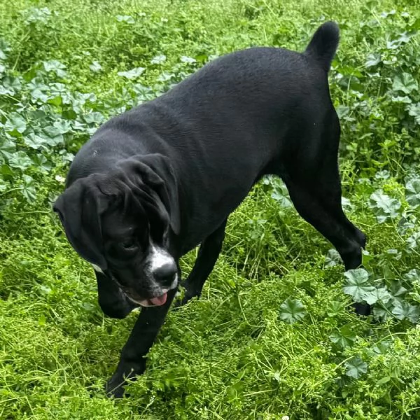 Regalo Cuccioli di Boxer   Cuccioli di Boxer rossi Maschietti e Femminucce . I cuccioli vengono cedu