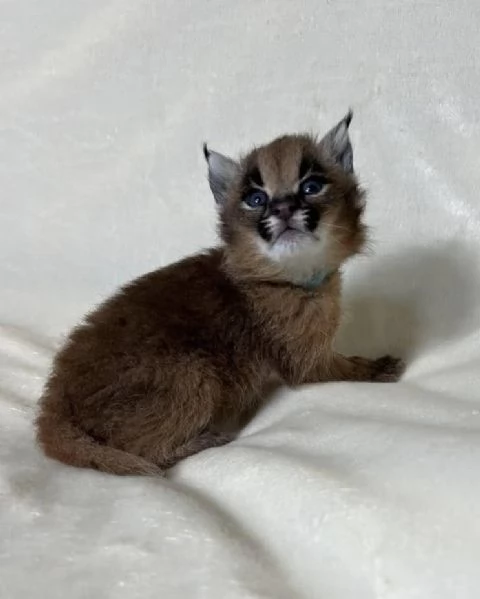Cucciolo di caracal disponibile | Foto 2