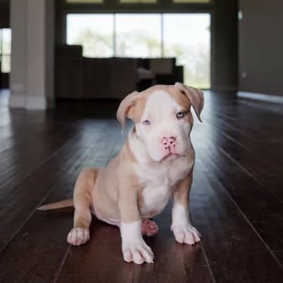 Pitbull  | Foto 0