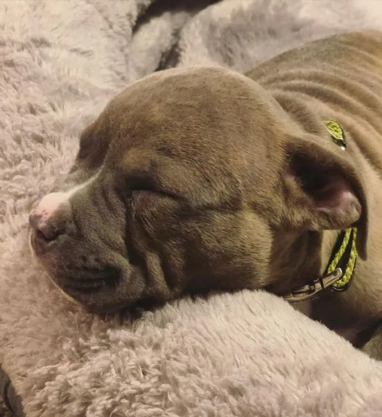 american pitbull terrierr ukc | Foto 0