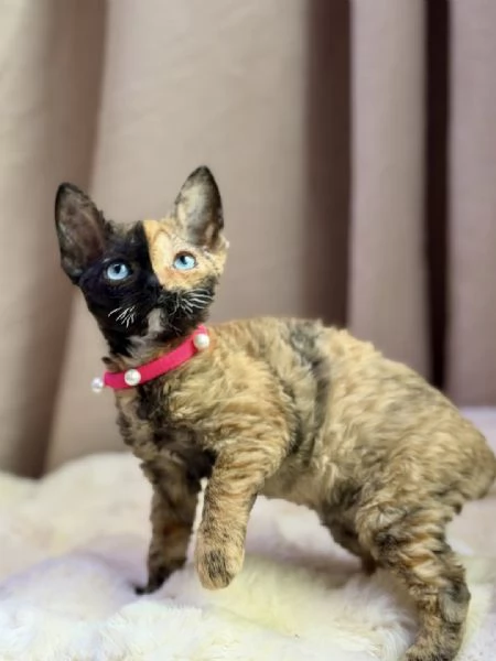 Adorabili gattini italiani pronti per l'adozione