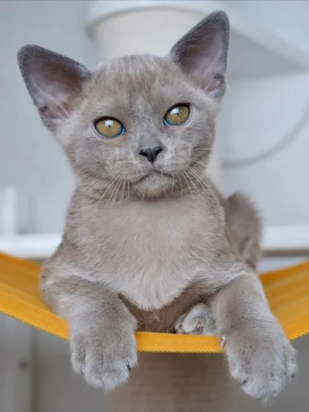 Gattini giocherelloni in cerca di una famiglia per sempre