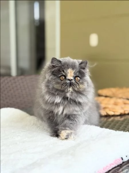 Dolcissimi gattini salvati, disponibili per l'adozione