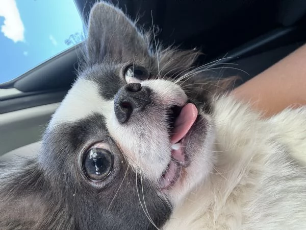 Chihuahua maschio