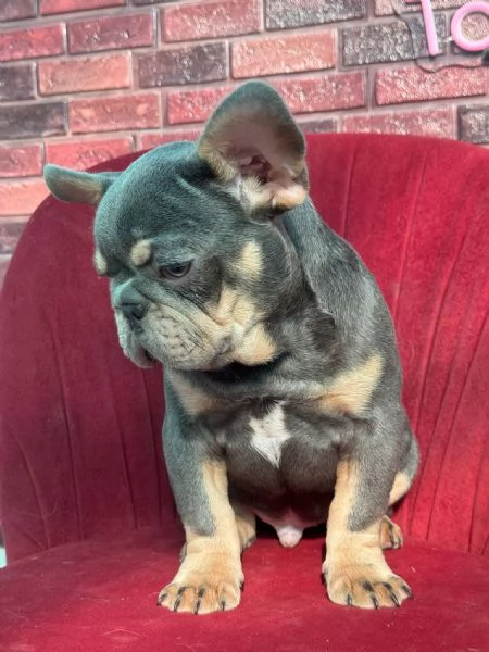 Bulldog francese 