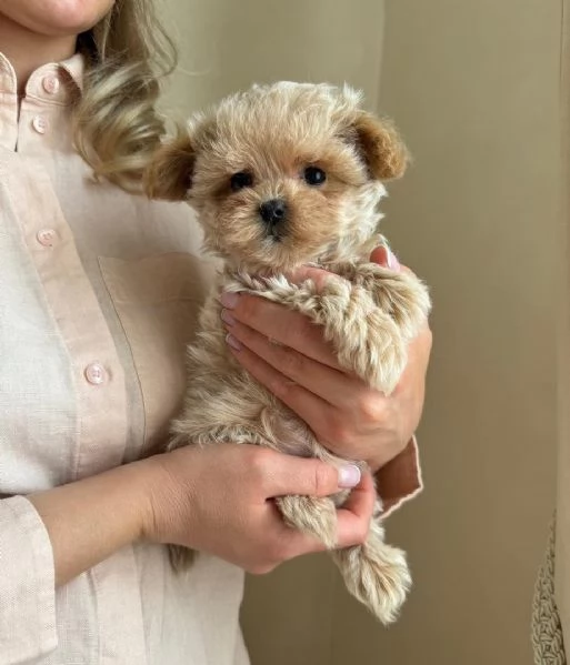 Cucciolo di Maltipoo disponibile per l'adozione..