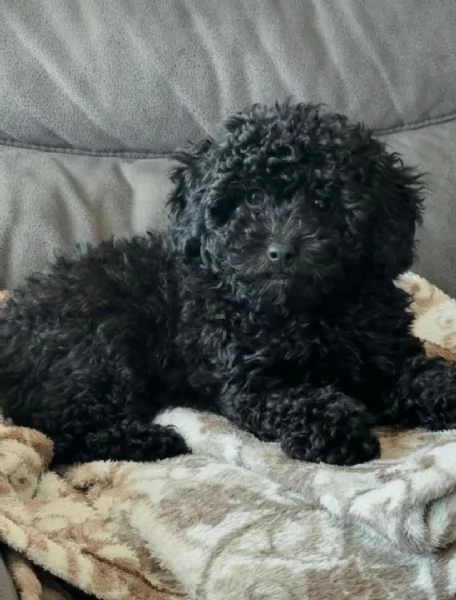 Cuccioli di barboncino toy disponibili per l'adozione! | Foto 0