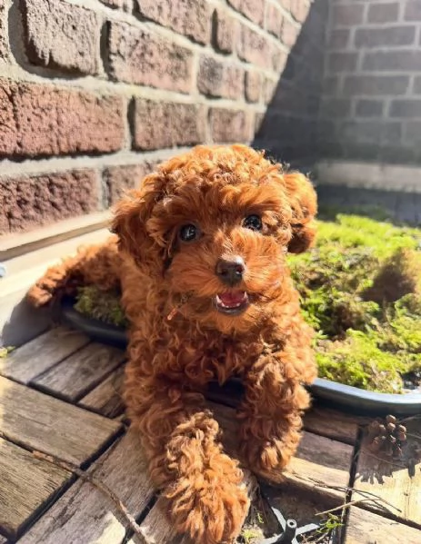 Cuccioli di barboncino toy disponibili per l'adozione!! | Foto 0