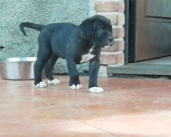 ~~~Cucciolo di Cane Corso!!!