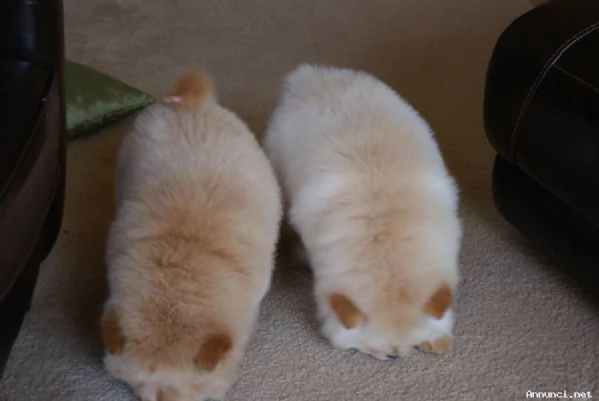 ~~~Vendita cucciolo di chow chow maschio e femmina!!!