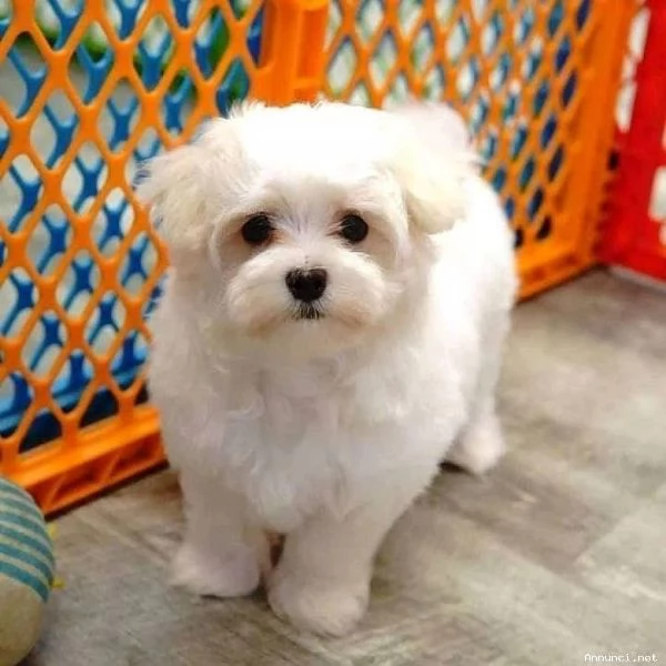 !!!!DISPONIBILI CUCCIOLI DI MALTESE TOY~~