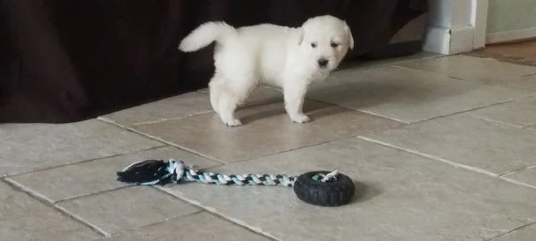 Splendidi cuccioli di Golden retriever | Foto 5