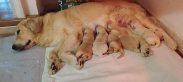 Splendidi cuccioli di Golden retriever | Foto 3
