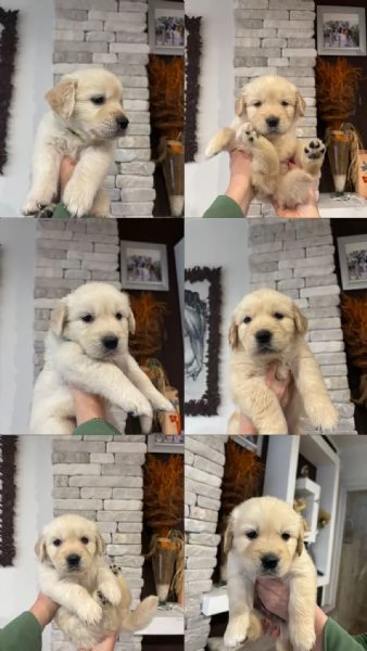 Splendidi cuccioli di Golden retriever | Foto 1