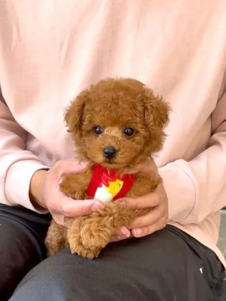 Cuccioli di Barboncino Toy