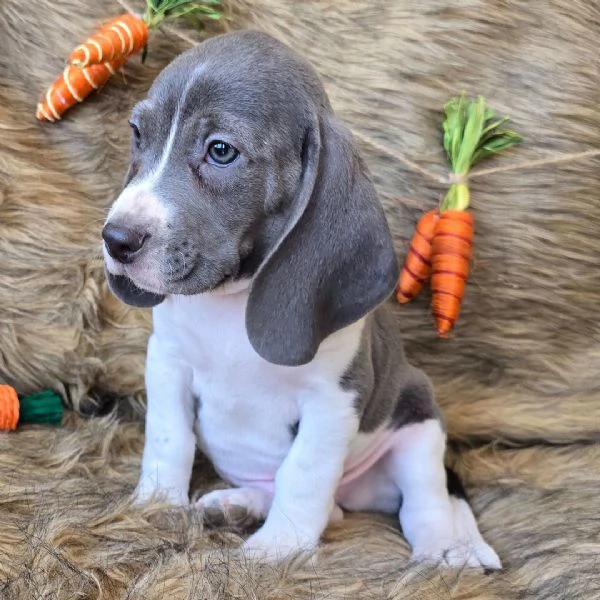 Regalo Beagle MERAVIGLIOSI   cuccioli di Beagle ottima genealogia, gia vaccinati, sverminati e micro