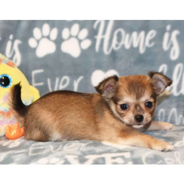 Regalo CHIHUAHUA MERAVIGLIOSI   cuccioli di chihuahua ottima genealogia, gia vaccinati, sverminati e
