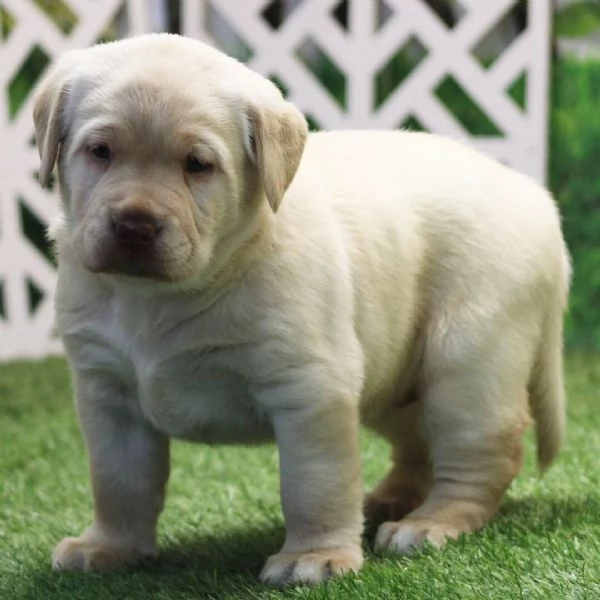  Regalo CUCCIOLI LABRADOR   BELLISSIMI CUCCIOLI DI LABRADOR DI PRIMA SCELTA IN PRONTA CONSEGNA MICRO