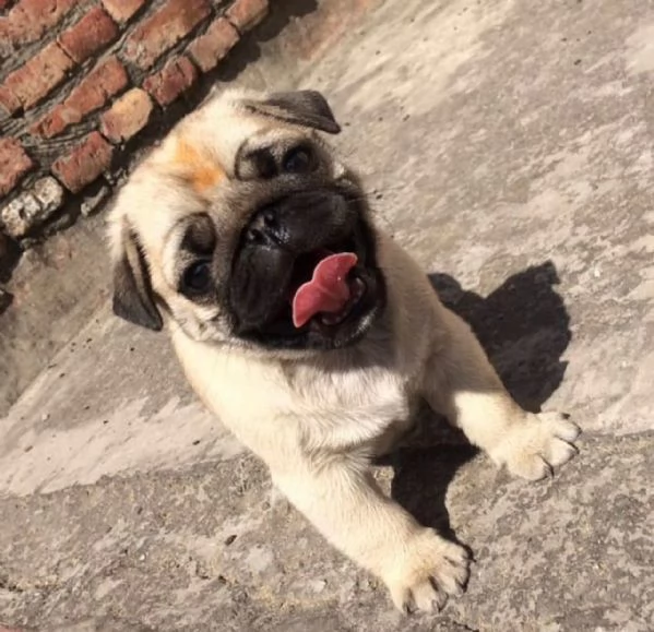  Regalo Cuccioli di Carlino   Abbiamo disponibili cuccioli di Carlino maschi e femmine. I cuccioli s