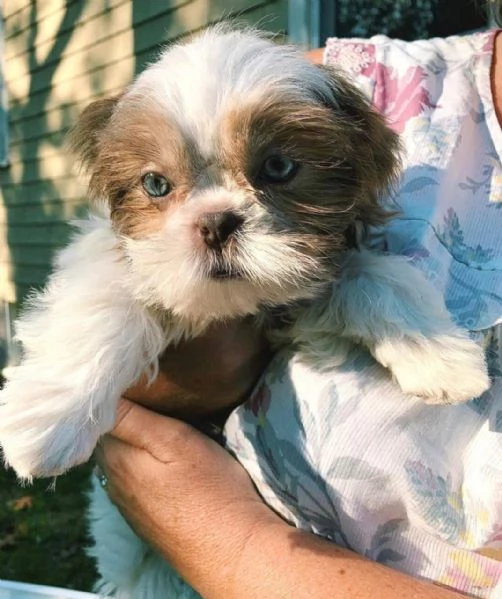 Regalo Bellissimi cuccioli allevati Shih-tzu, colore bianco e nero.   Due e una feminuccia Maschiett