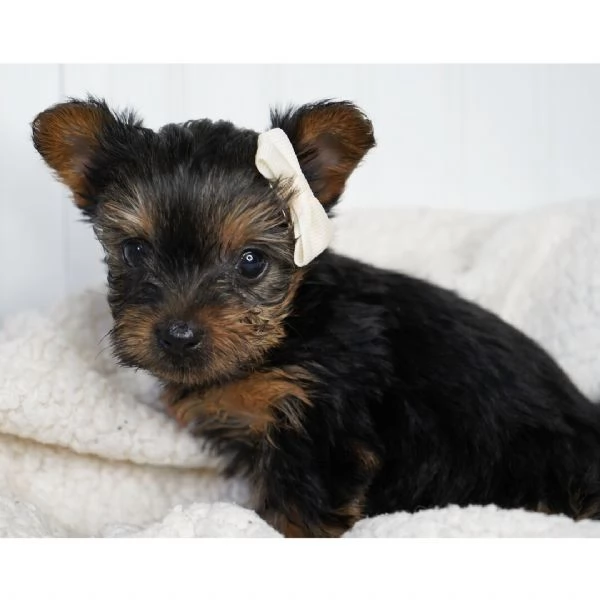 Regalo Abbiamo avere amorevole Yorkie cuccioli per l'Adozione   Abbiamo avere Yorkie amorevole per l
