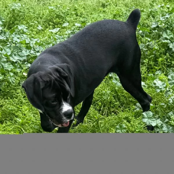Regalo Cuccioli di Boxer   Cuccioli di Boxer rossi Maschietti e Femminucce . I cuccioli vengono cedu