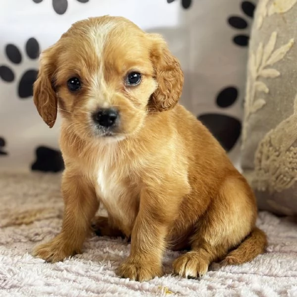 Regalo GOLDEN RETRIVER CUCCIOLI DISPONIBILE PER L'ADOZIONE   Adorabili cuccioli di Golden Retriver f