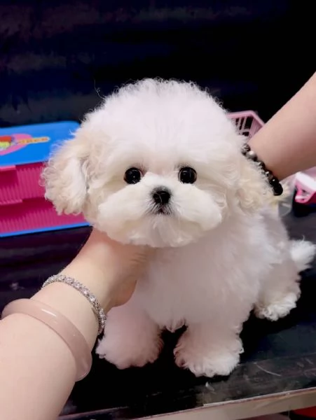 CUCCIOLI DI BARBONCINI TOY | Foto 0