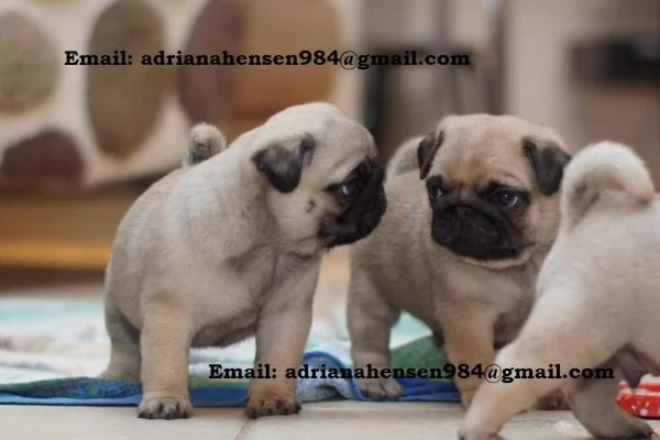 Splendidi cuccioli di carlino, ben socializzati. | Foto 0