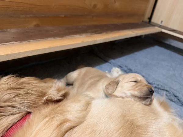 Cuccioli Golden Retriever 100%linea Americana Prenotali subito  | Foto 5