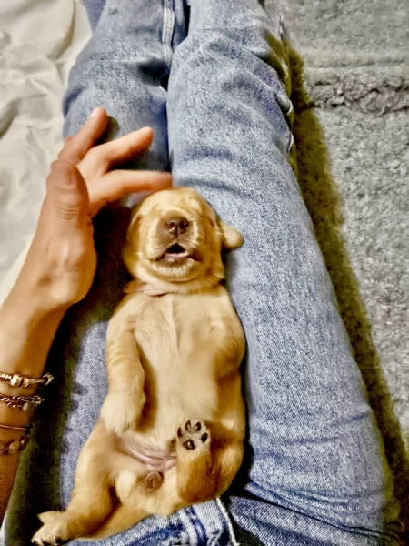 Cuccioli Golden Retriever 100%linea Americana Prenotali subito  | Foto 3