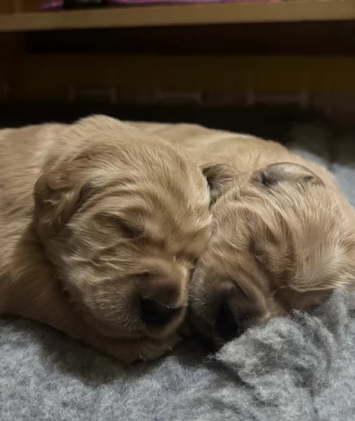 Cuccioli Golden Retriever 100%linea Americana Prenotali subito  | Foto 1
