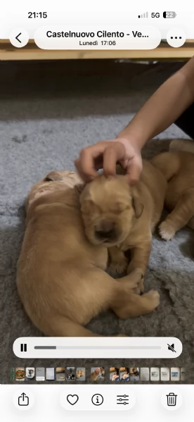 Cuccioli Golden Retriever 100%linea Americana Prenotali subito  | Foto 0