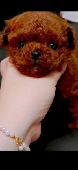 CUCCIOLI DI BARBONCINI TOY