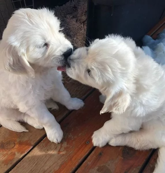 Cuccioli maschi di Golden Retriever | Foto 0