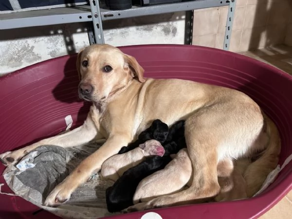 Labrador cucciolata di Kalispo e Jago. 8 cuccioli di alta genealogia nati il 18 aprile 20 | Foto 3