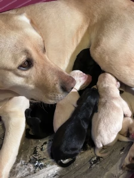 Labrador cucciolata di Kalispo e Jago. 8 cuccioli di alta genealogia nati il 18 aprile 20 | Foto 2