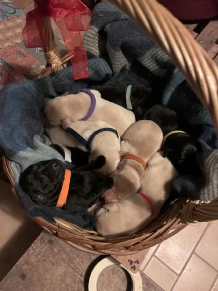 Labrador cucciolata di Kalispo e Jago. 8 cuccioli di alta genealogia nati il 18 aprile 20