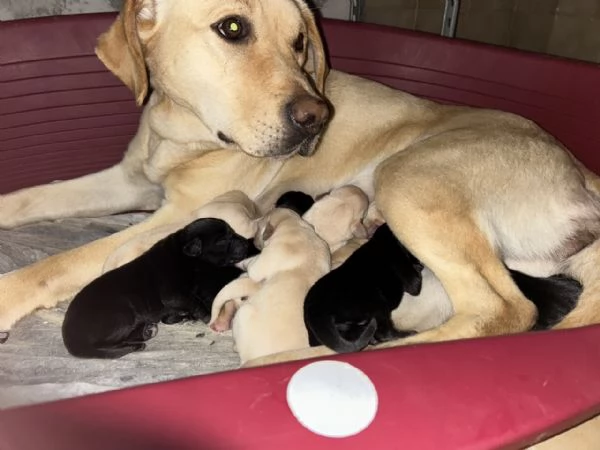 Labrador cucciolata di Kalispo e Jago. 8 cuccioli di alta genealogia nati il 18 aprile 20 | Foto 1