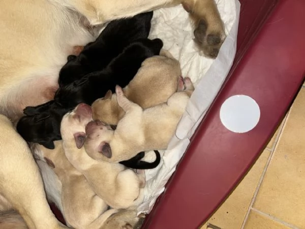 Labrador cucciolata di Kalispo e Jago. 8 cuccioli di alta genealogia nati il 18 aprile 20 | Foto 0