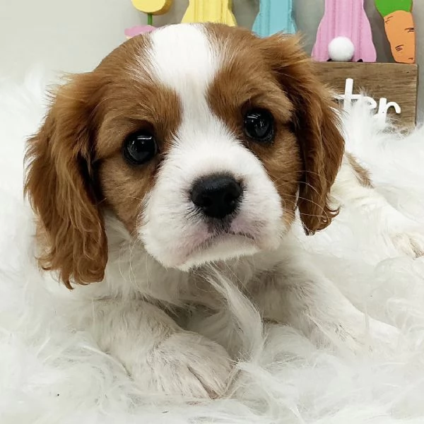  regalo cavalier king cuccioli meravigliosi ! nati in casa da nostri esemplari ipertipici carattere 