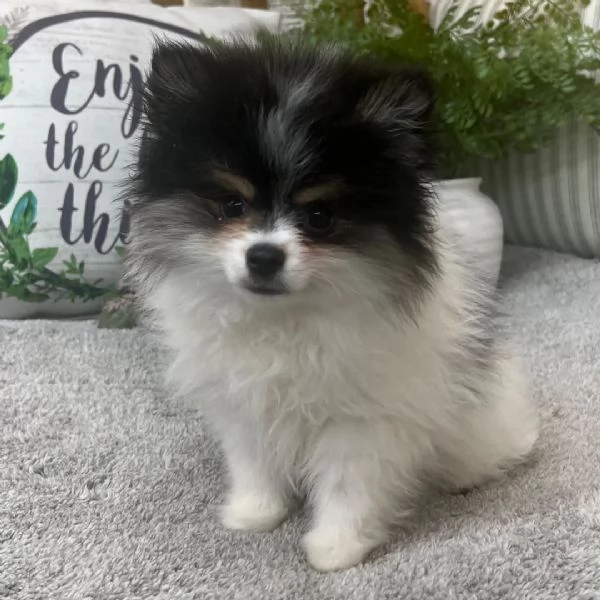 Regalo Cuccioli di volpino di pomerania   Pomerania maschi e femmine, vaccinati sverminati e con mic