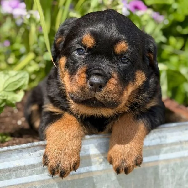 Regalo ROTTWEILER CUCCIOLI (MASCHIO E FEMMINA)   bellissimo cuccioli di rottweiler (maschio e femmin