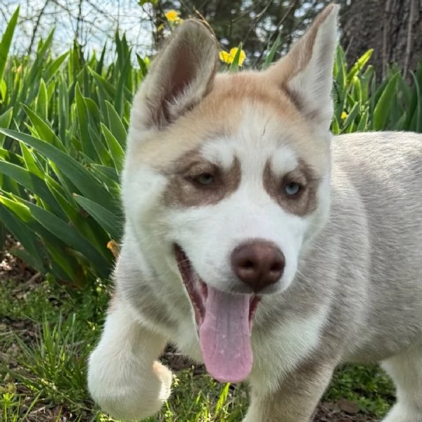 Regalo Siberian Husky cuccioli, maschio e femmina   contatto con me via e-mail