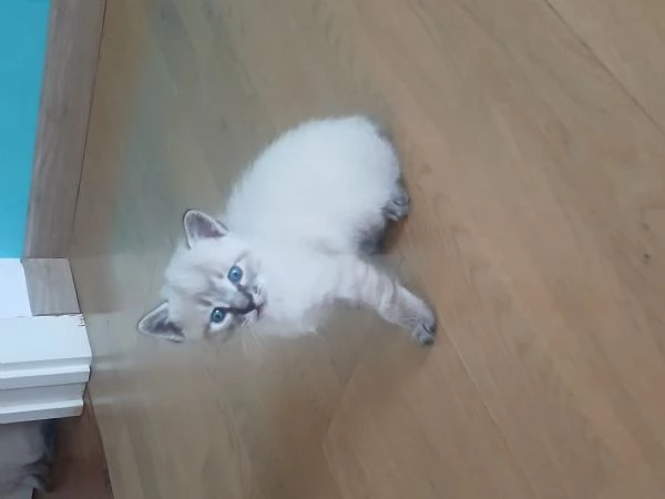 Cuccioli siamesi seal tabby point | Foto 0