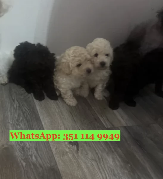 Cuccioli di barboncino di razza per adozione | Foto 0