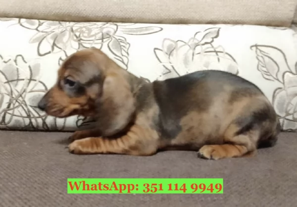 Cuccioli di Bassotto di razza per adozione | Foto 2